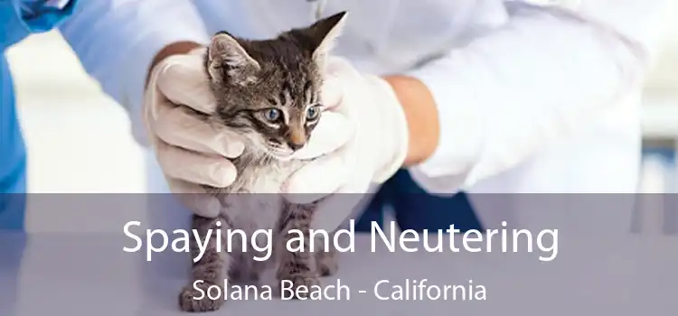 Spaying and Neutering Solana Beach - California