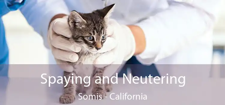 Spaying and Neutering Somis - California
