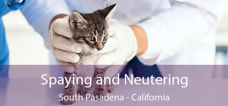 Spaying and Neutering South Pasadena - California