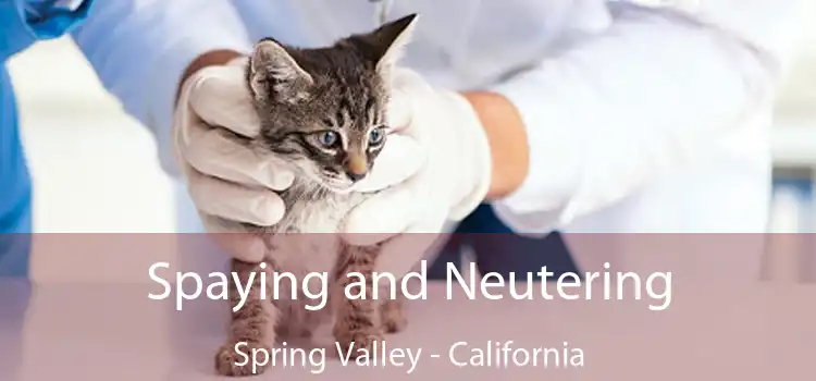 Spaying and Neutering Spring Valley - California