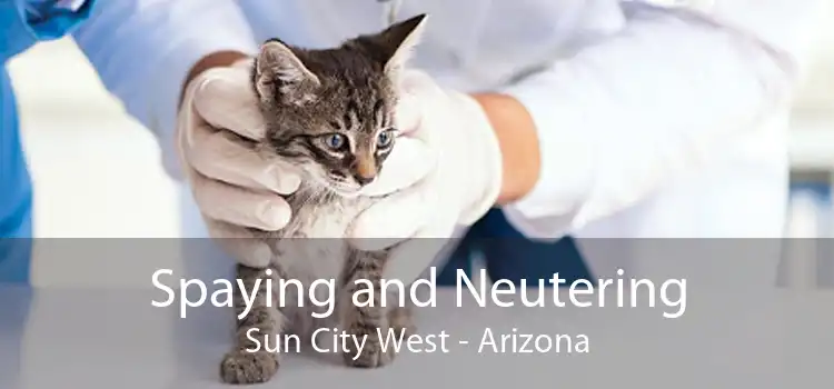 Spaying and Neutering Sun City West - Arizona