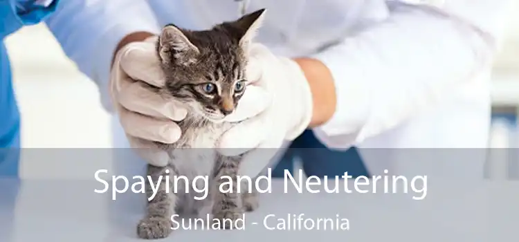 Spaying and Neutering Sunland - California