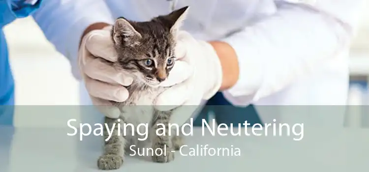 Spaying and Neutering Sunol - California