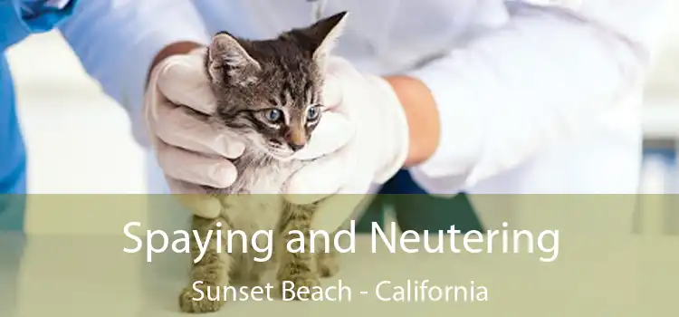 Spaying and Neutering Sunset Beach - California