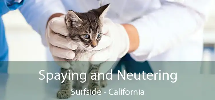 Spaying and Neutering Surfside - California