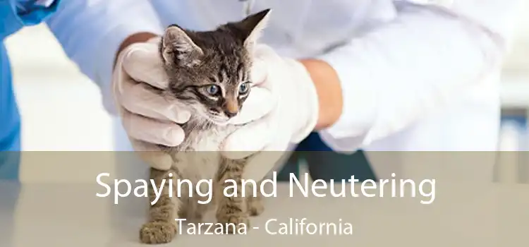 Spaying and Neutering Tarzana - California