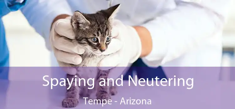 Spaying and Neutering Tempe - Arizona