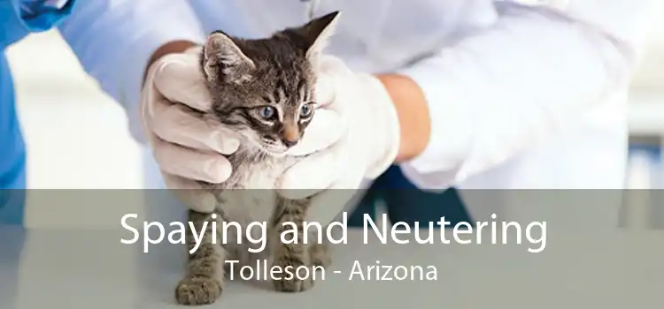Spaying and Neutering Tolleson - Arizona