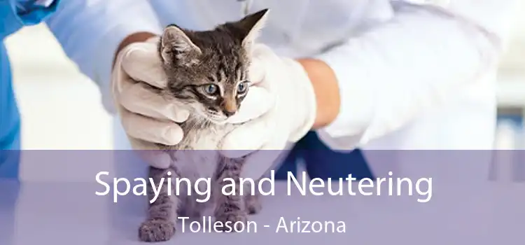 Spaying and Neutering Tolleson - Arizona