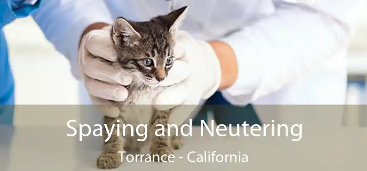 Spaying and Neutering Torrance - California