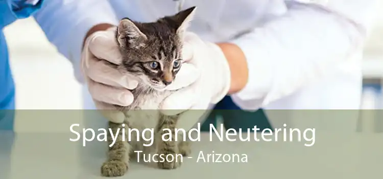 Spaying and Neutering Tucson - Arizona