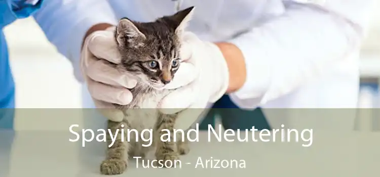 Spaying and Neutering Tucson - Arizona