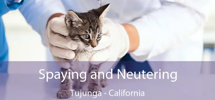 Spaying and Neutering Tujunga - California