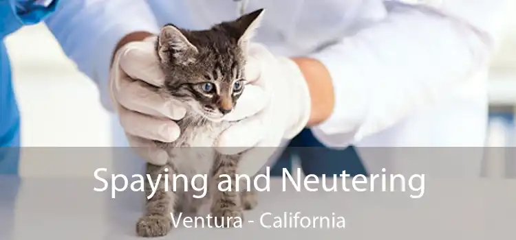 Spaying and Neutering Ventura - California