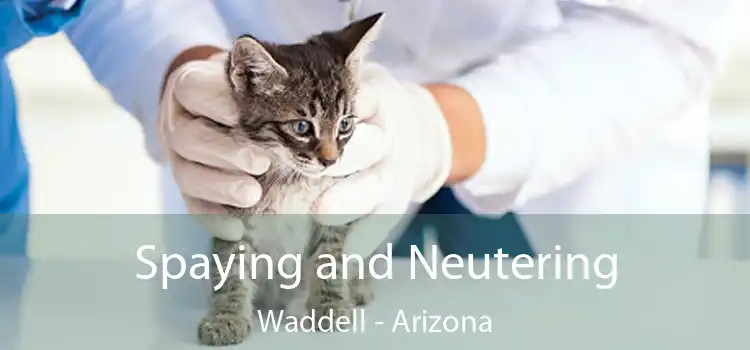 Spaying and Neutering Waddell - Arizona