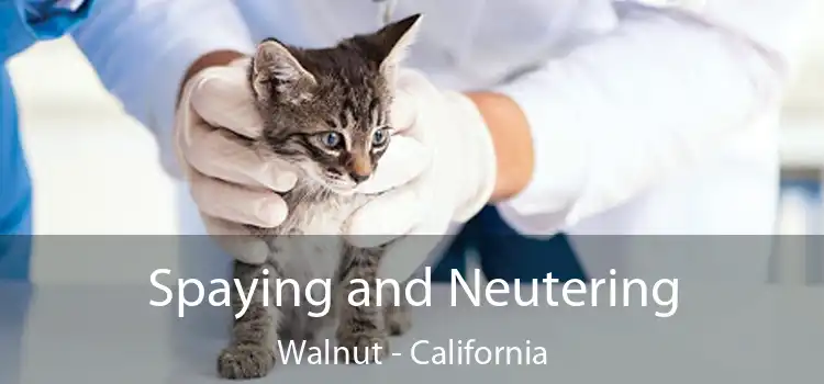 Spaying and Neutering Walnut - California