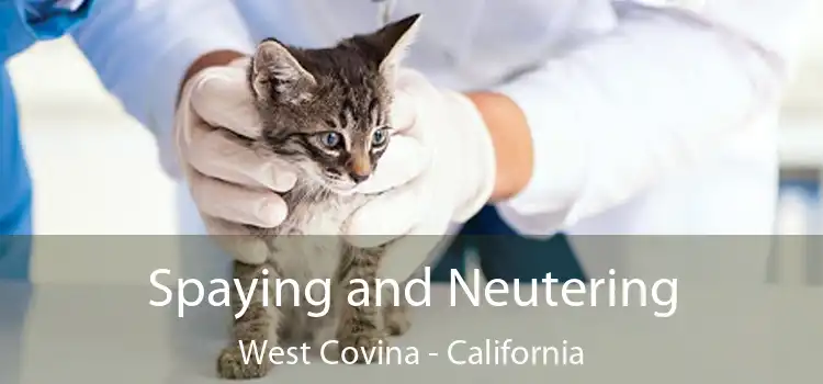 Spaying and Neutering West Covina - California