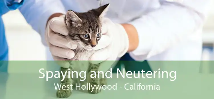 Spaying and Neutering West Hollywood - California