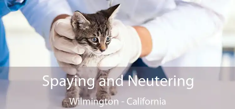 Spaying and Neutering Wilmington - California