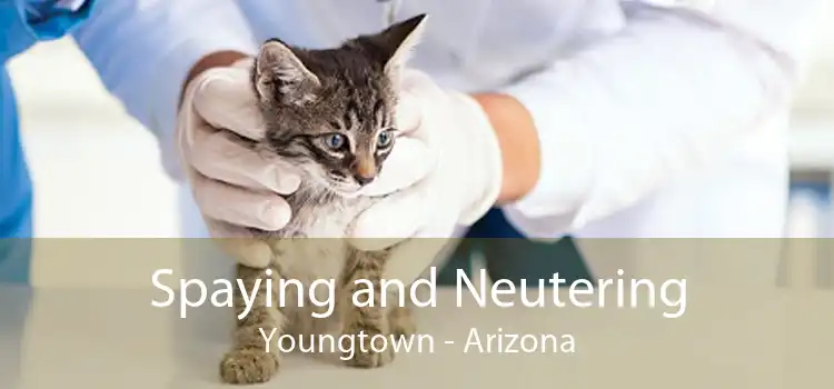 Spaying and Neutering Youngtown - Arizona