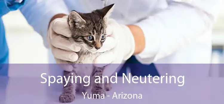 Spaying and Neutering Yuma - Arizona