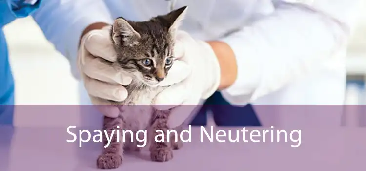 Spaying and Neutering 