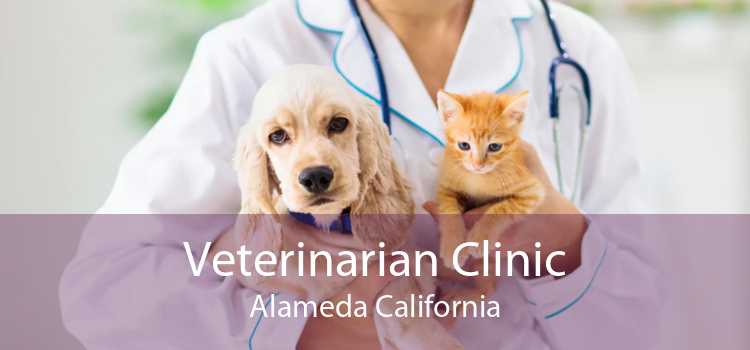 Veterinarian Clinic Alameda California