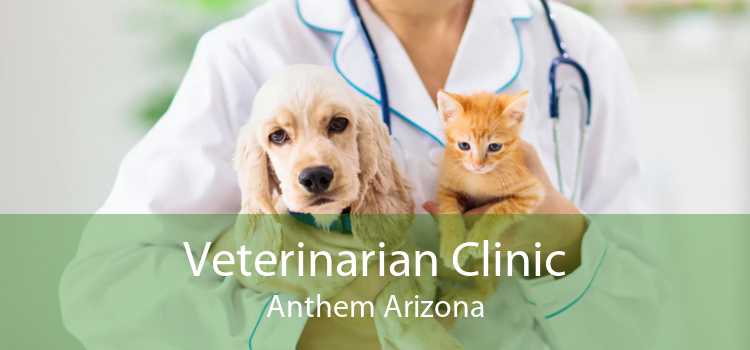 Veterinarian Clinic Anthem Arizona