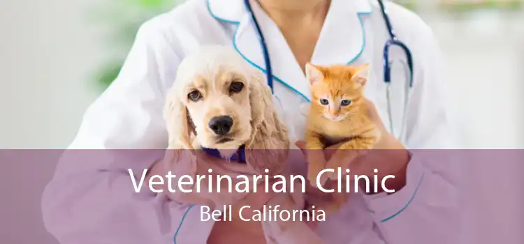 Veterinarian Clinic Bell California