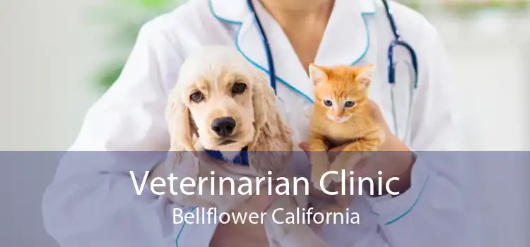 Veterinarian Clinic Bellflower California