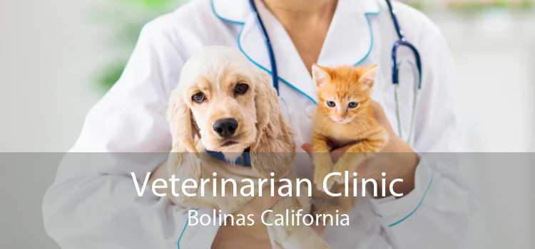 Veterinarian Clinic Bolinas California