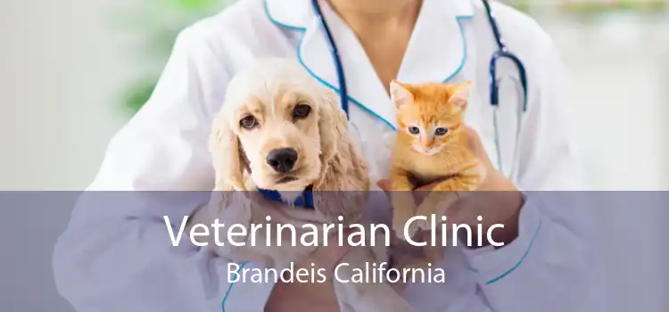 Veterinarian Clinic Brandeis California