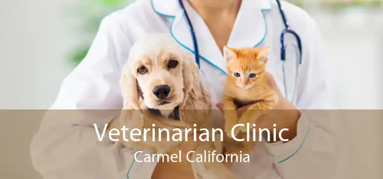 Veterinarian Clinic Carmel California