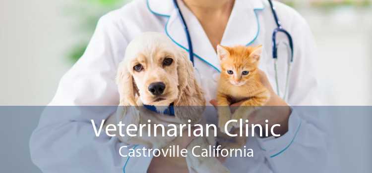 Veterinarian Clinic Castroville California