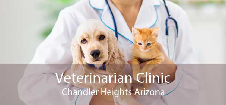 Veterinarian Clinic Chandler Heights Arizona