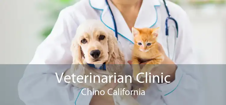 Veterinarian Clinic Chino California