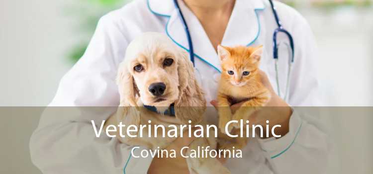 Veterinarian Clinic Covina California