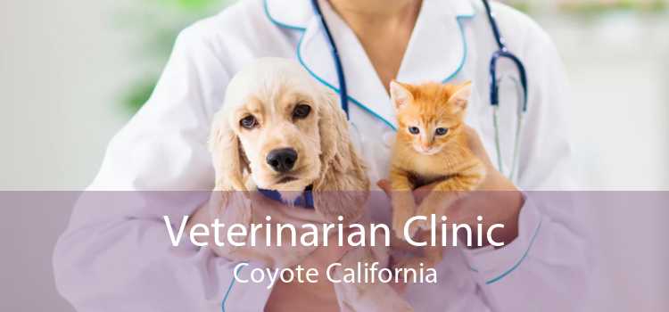 Veterinarian Clinic Coyote California