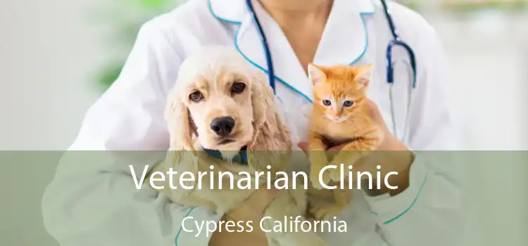 Veterinarian Clinic Cypress California