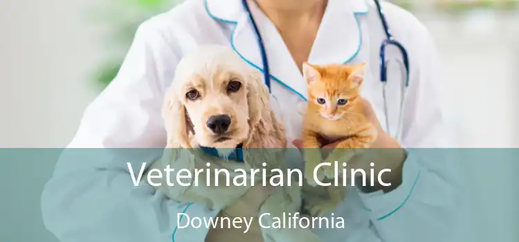 Veterinarian Clinic Downey California