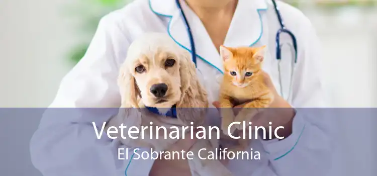 Veterinarian Clinic El Sobrante California