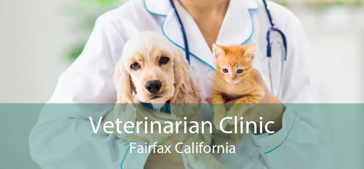 Veterinarian Clinic Fairfax California