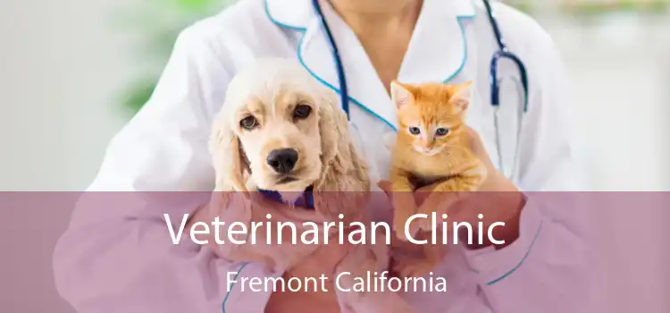 Veterinarian Clinic Fremont California