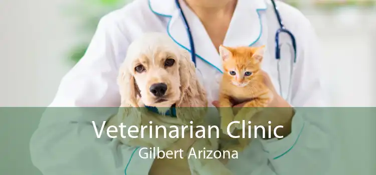 Veterinarian Clinic Gilbert Arizona