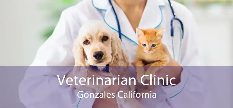 Veterinarian Clinic Gonzales California