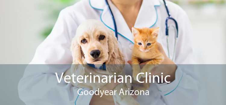 Veterinarian Clinic Goodyear Arizona
