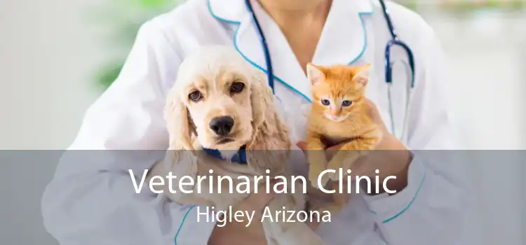 Veterinarian Clinic Higley Arizona