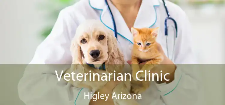 Veterinarian Clinic Higley Arizona