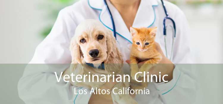 Veterinarian Clinic Los Altos California