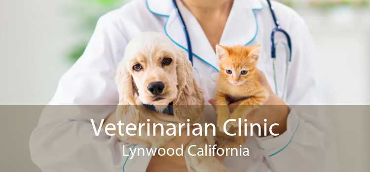 Veterinarian Clinic Lynwood California